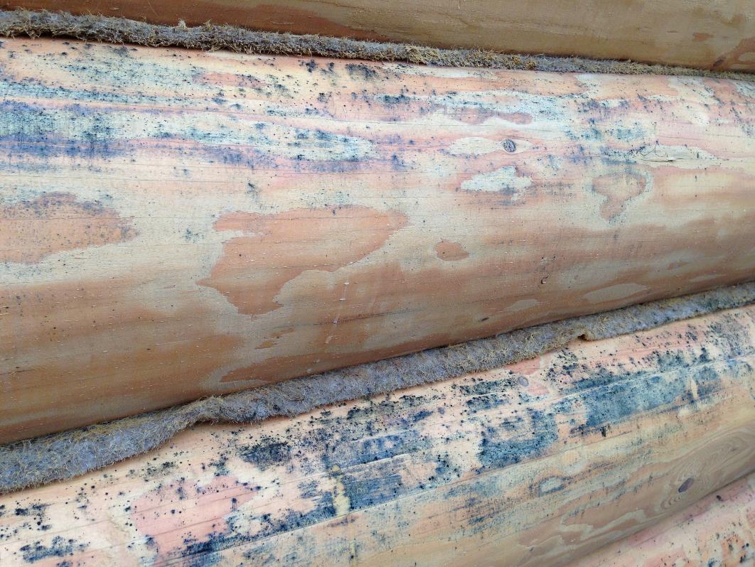 Синева древесины